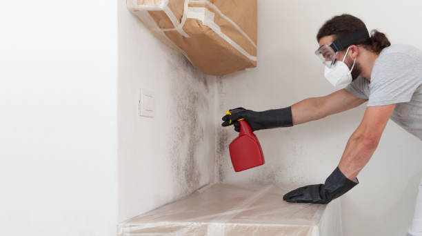 Professional Mold Remediation technician working in Westwood, MA