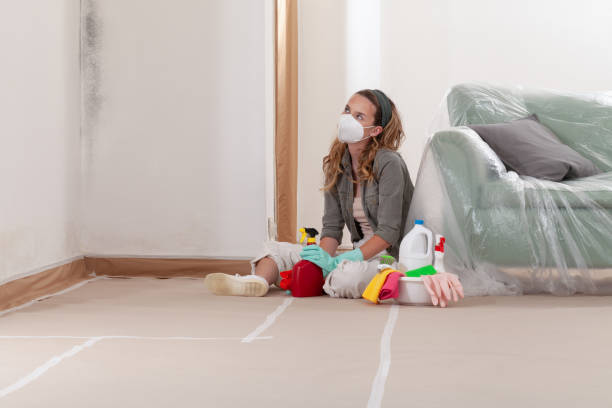 Reliable Mold Remediation contractor in Westwood, MA by Mold Remediation HQ